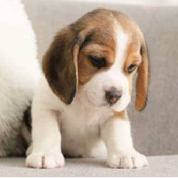 9 Magnifiques bébés Beagle